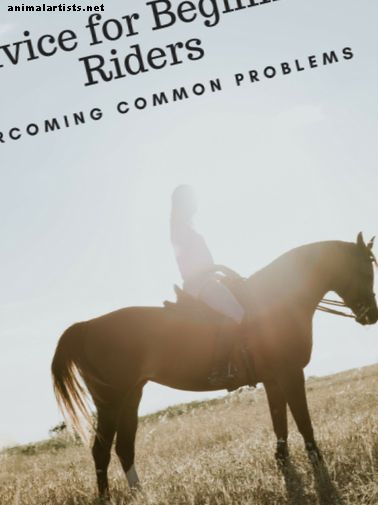 Consejos para principiantes a caballo sobre desafíos comunes de equitación