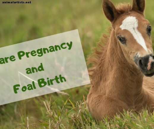 Stadia van de zwangerschap bij de geboorte van een merrie en veulen - paarden