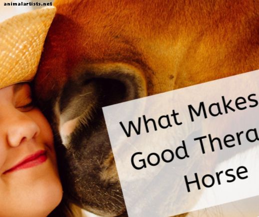 ¿Tu caballo sería un buen caballo de terapia?