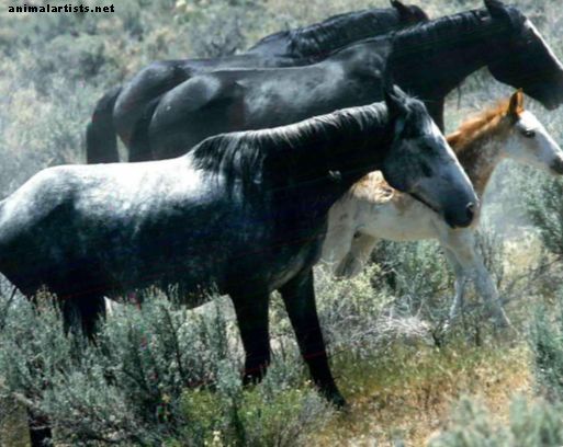 Sosial oppførsel av ville og hjemlige hester - hester