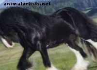 Más de 10 de las razas de caballos de tiro y los caballos pesados ​​más bellos del mundo - Caballos