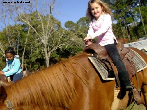 Hevoset - Ratsastus lapsille: lasten turvallisuus hevosten ja ponien kanssa