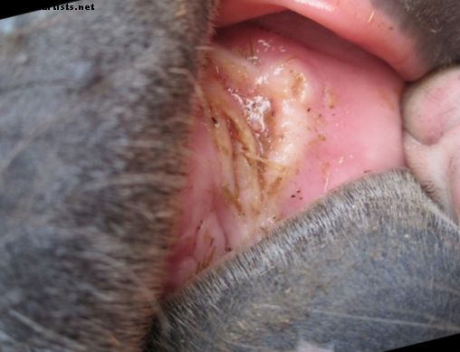 Úlceras orales en caballos - Caballos