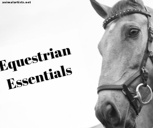 Konjeniški pripomočki: oprema za jahanje in oblačila za konje