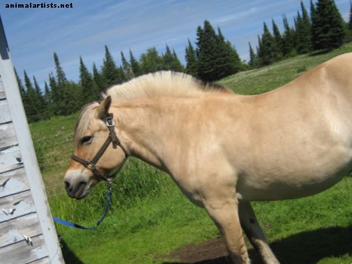 Hobuse kärpimise tegemised ja ärahoidmine - Hobused