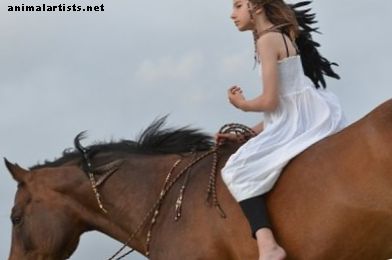 20 név a lovak számára a görög mitológiából - lovak