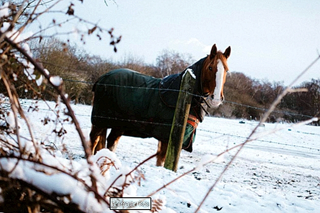 Hur man tar hand om hästar på vintern: Hästar och kallt väder