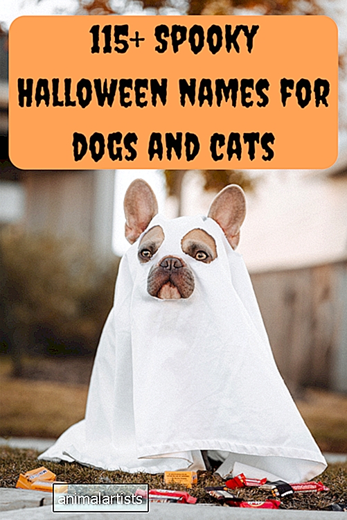 115+ õudset Halloweeni nime koertele ja kassidele - Mitmesuguseid