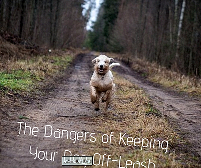 10 peligros de dejar a un perro sin correa - PROPIEDAD DE MASCOTAS