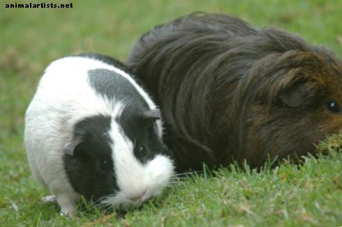 Τα ζώα αξίζουν την παρηγορητική φροντίδα - Ιδιοκτησία κατοικίδιων ζώων