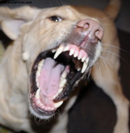 Propiedad de mascotas - Cómo protegerse de los perros agresivos y sus dueños