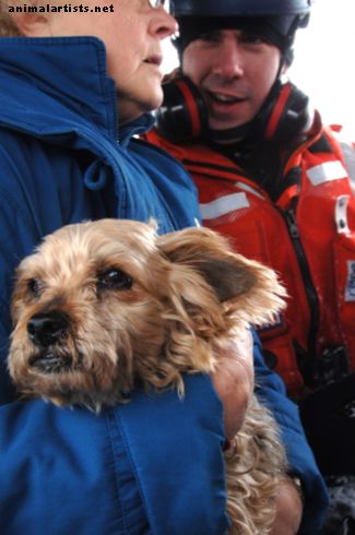 अपने पालतू जानवरों के लिए एक इमरजेंसी "गो बैग" कैसे पैक करें - पालतू पशु का स्वामित्व