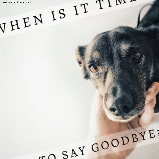 12 znakova da pas umire: što učiniti kada zdravlje vašeg psa propadne - Vlasništvo kućnih ljubimaca