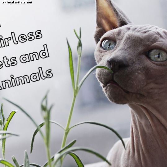 12 Zaskakujących bezwłosych zwierząt, które trzymamy jako zwierzęta domowe - Własność zwierząt domowych
