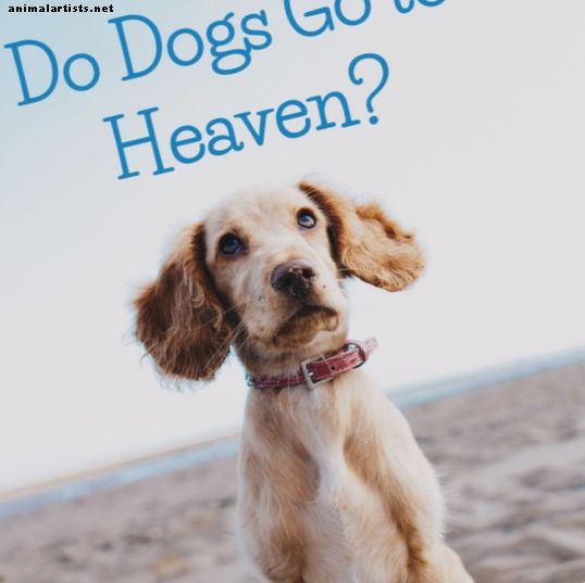 Går hunder til himmelen?  Et kristent perspektiv