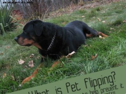 Was ist Pet Flipping und warum ist es wichtig? - Haustierbesitz