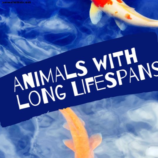 9 eksotiski mājdzīvnieki ar ilgu mūžu