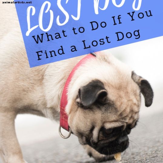 Qué hacer si encuentra un perro perdido o perdido