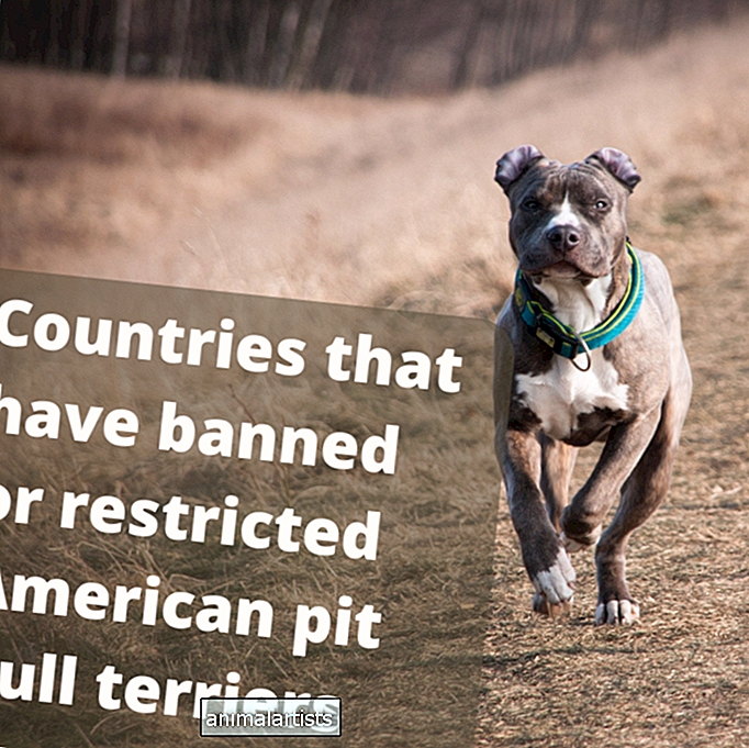 30 riiki, kus pitbullterjerid on keelatud või piiratud
