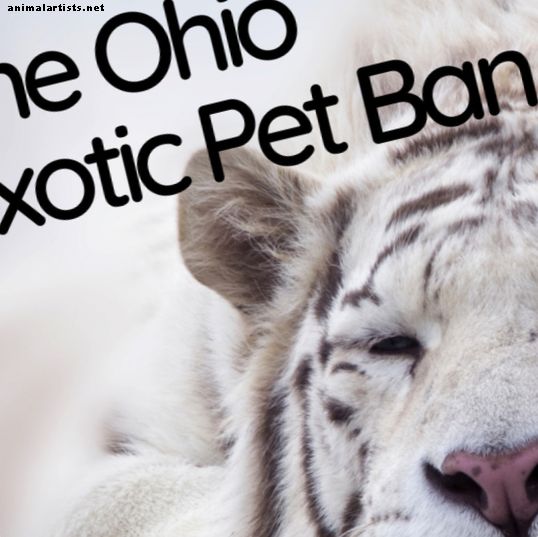 The Ohio Exotic Pet Ban: ما هي الحيوانات غير المشروعة الآن كحيوانات أليفة؟ - ملكية الحيوانات الأليفة
