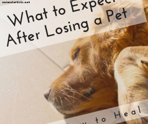 Faze tuge kod gubitka psa - Vlasništvo kućnih ljubimaca