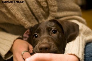Песни за кучетата, когато загубите кучето си - Собственост на домашни любимци