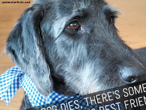 Pet Sympathy Messages: Beileid für den Verlust von Hunden, Katzen und anderen Haustieren