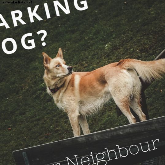 Как да напишете писмо до съседа си относно кучето им за лаене - Собственост на домашни любимци