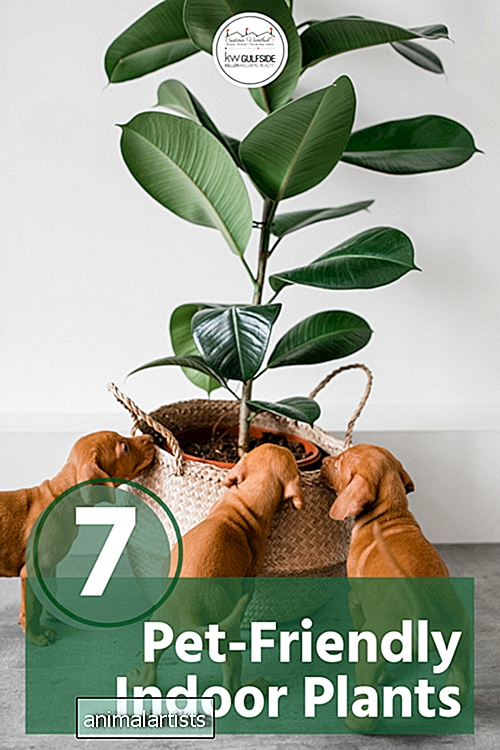 कल स्वच्छ हवा के लिए अपने घर में पालतू जानवरों के अनुकूल 7 इनडोर पौधों का उपयोग आज से शुरू करें