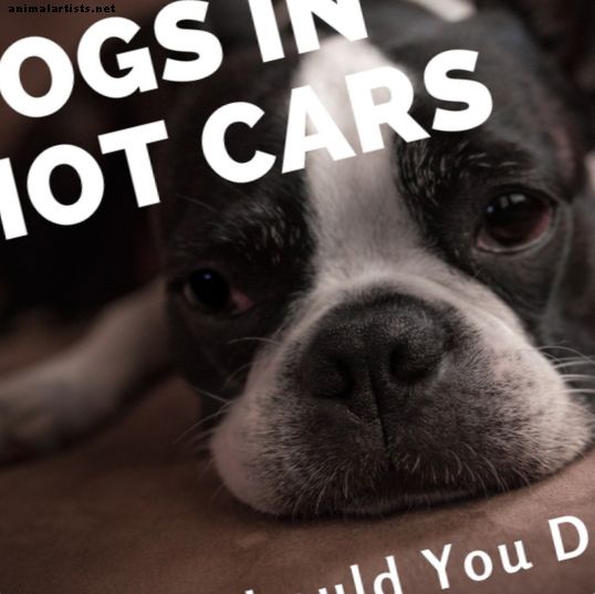 Was tun, wenn Sie einen Hund in einem geparkten, heißen Auto sehen?