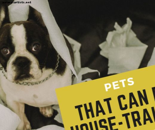 Mascotas que pueden ser entrenadas en casa - Propiedad de mascotas