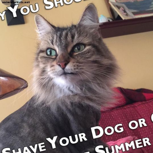 Miksi sinun ei pitäisi koskaan ajella koiraasi tai kissasi kesäksi - Lemmikkien omistaminen