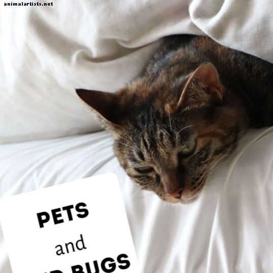 Bettwanzen und Haustiere: Antworten auf Ihre Fragen
