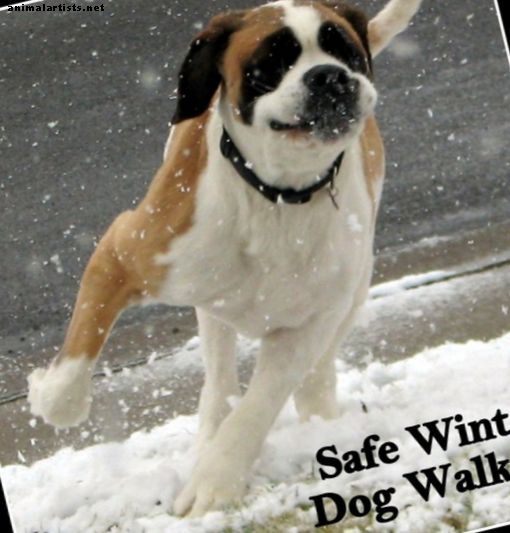 Paseos de perros de invierno: manténgase seguro y saludable