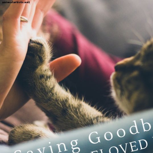 Aseta lemmikkisi ensin, kun on aika sanoa viimeinen hyvästi - Lemmikkien omistaminen