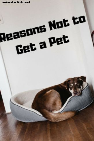 8 principais razões para não comprar um animal de estimação - Propriedade do animal de estimação