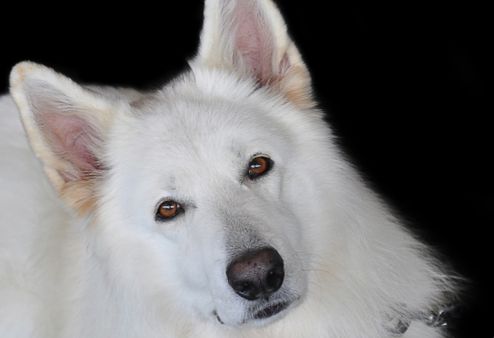 10 πράγματα να μην πει κανείς σε κάποιον που το μόνο σκυλί πέθανε - Ιδιοκτησία κατοικίδιων ζώων