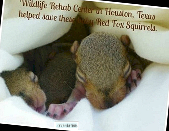 Mladičke veverice rdeče lisice je rešil teksaški center za rehabilitacijo divjih živali