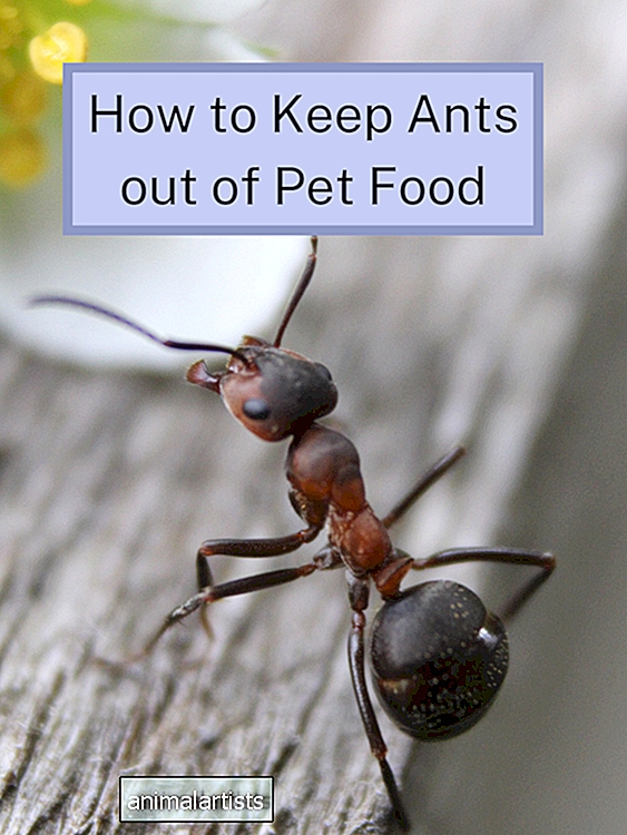 Kuidas sipelgaid lemmikloomatoidust eemal hoida
