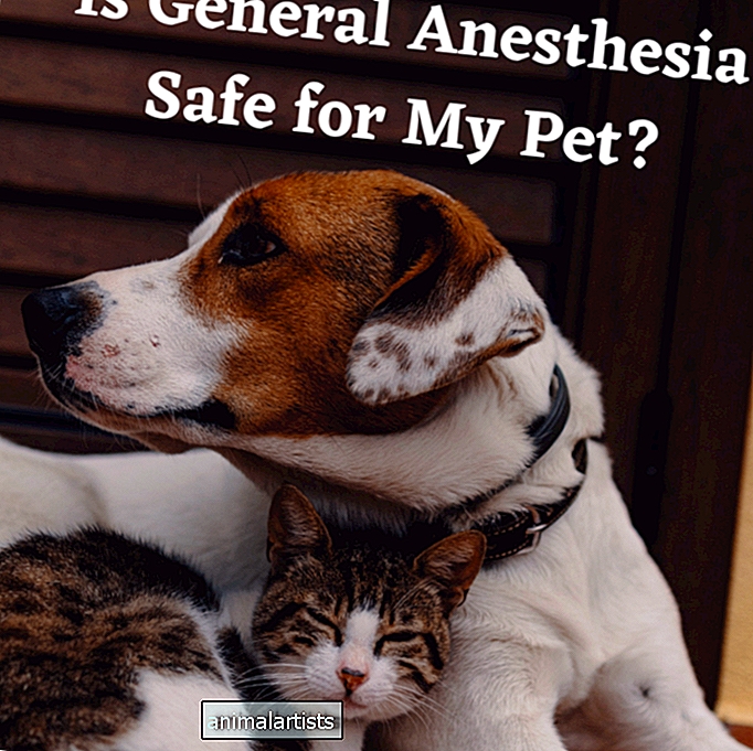 L'anesthésie générale est-elle sans danger pour mon animal de compagnie ?