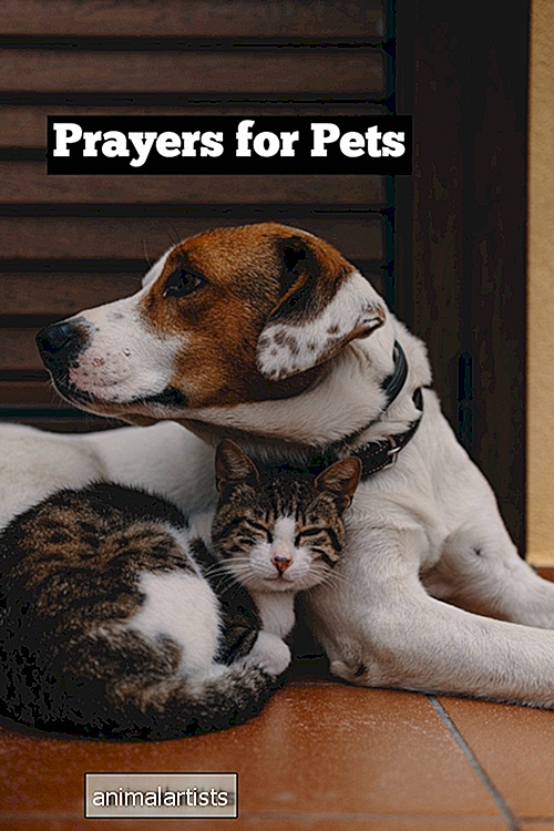 प्रार्थना और सकारात्मक शब्द जब पालतू जानवर कठिन समय से गुजरते हैं