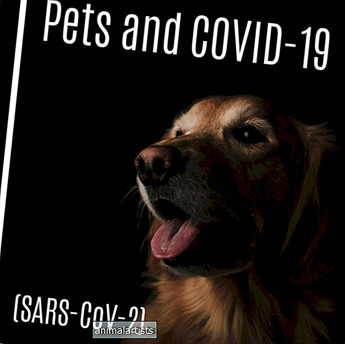 Specifinis koronavirusas šunims ir katėms
