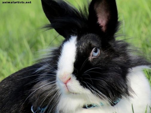 Hvordan pleie kaninen din: En komplett guide