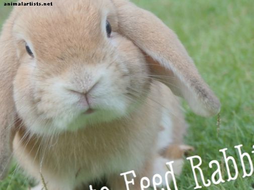 Bunny Care Guide: Hvilke mat spiser kaniner? - kaniner