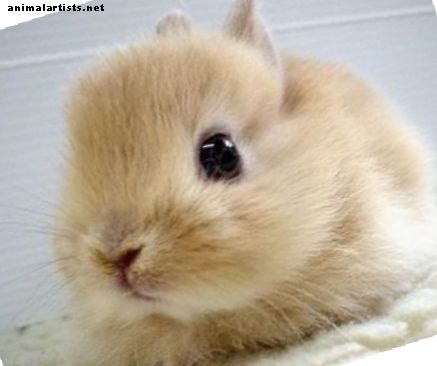 Kaninnavn: Hvordan velge et navn til kaninen din - kaniner