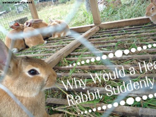 Vanlige årsaker til plutselig død hos sunne kaniner - kaniner