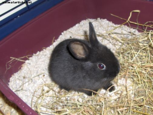 La guida definitiva alla cura del coniglio nano