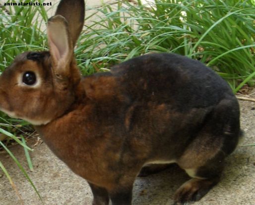 15 от най-добрите породи зайци