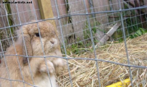 Cómo mantener un conejo al aire libre de corral