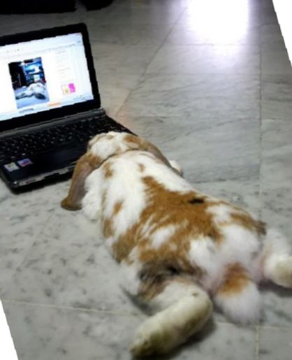 Starostlivosť a kŕmenie králikov: Môžu zajačikov jesť kuracie mäso? - králiky